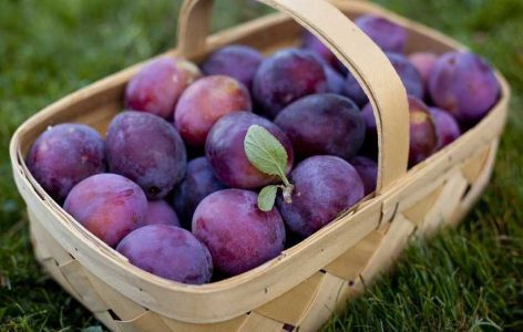 این میوه شما را از یبوست نجات می‌دهد