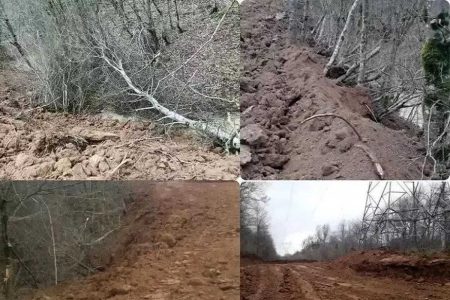 بیانیه سازمان منابع طبیعی درباره خبر قطع 4 هزار درخت در منطقه الیمالات