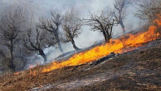 احیای پوشش های گیاهی بعد از آتش سوزی با گیاهان پرستار