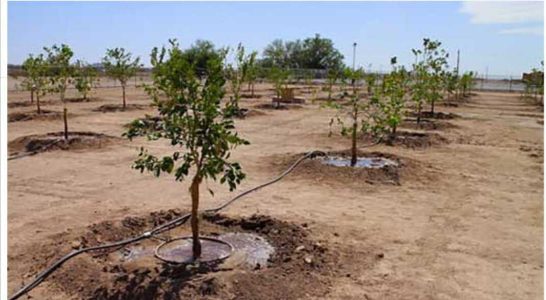 در چهار سال آینده 12 میلیون اصله درخت در همدان کاشته می شود