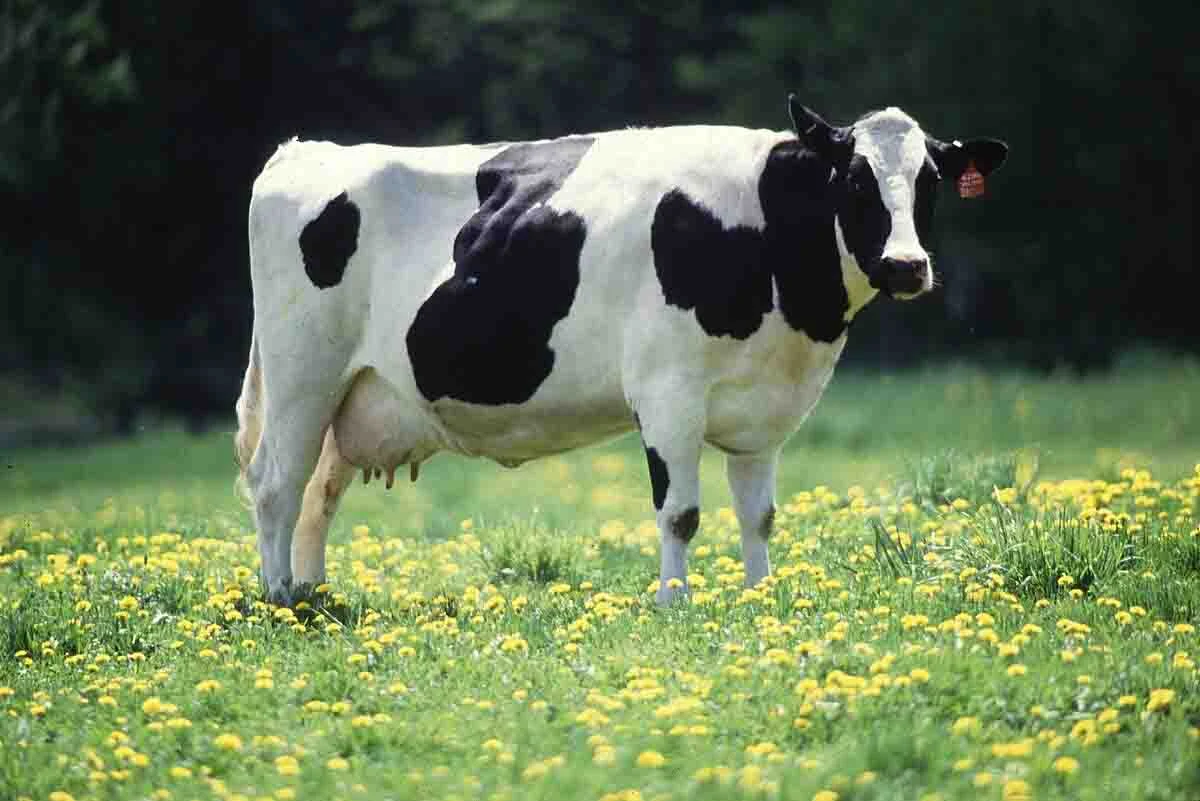 تغذیه چرا بیشتر دامداران از رازهای تغذیه دام خود بی خبر هستند؟