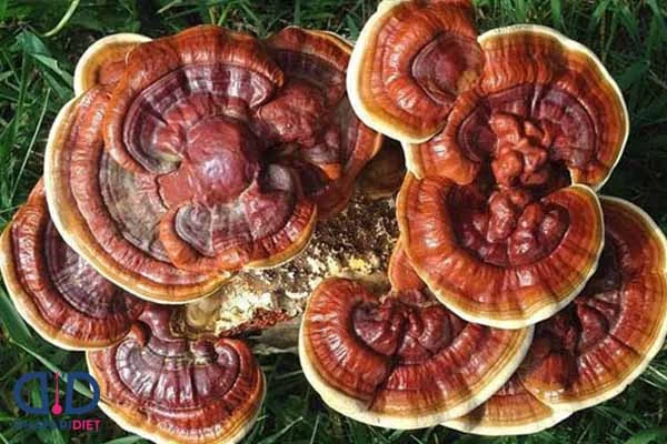 گانودرما چقدر از قارچ گانودرما باید مصرف شود؟