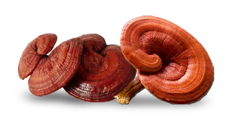 گانودرما | قهوه قارچ گانودرما چیست؟