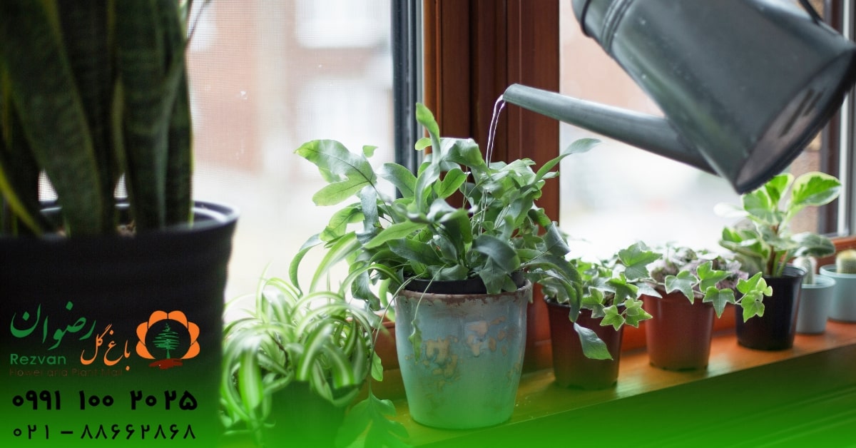 دکوراسیون | زمستان تشخیص زمان مناسب آبیاری گیاهان آپارتمانی: راهنمای کامل برای رشد سالم و شاداب