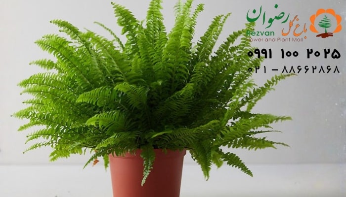 دکوراسیون | زمستان تشخیص زمان مناسب آبیاری گیاهان آپارتمانی: راهنمای کامل برای رشد سالم و شاداب